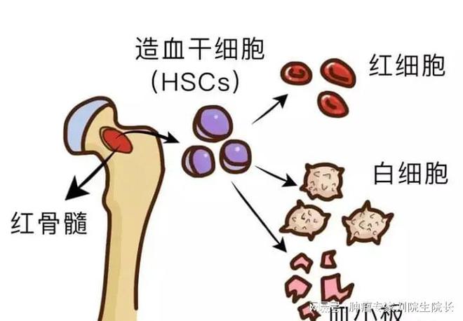 最新病菌癥狀及其影響，深入了解與應(yīng)對策略